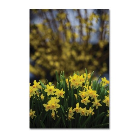Trademark Fine Art Kurt Shaffer 'Spring is Yellow Daffodils and Fosythia' Canvas Art, 30x47 KS01372-C3047GG